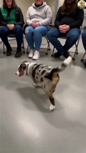 When The Dog Chooses His Human! 🥺❤️