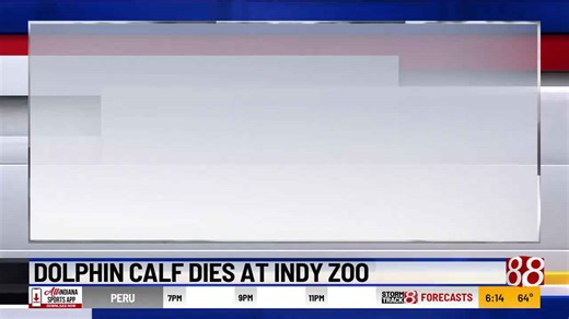 Dolphin calf dies at Indianapolis Zoo