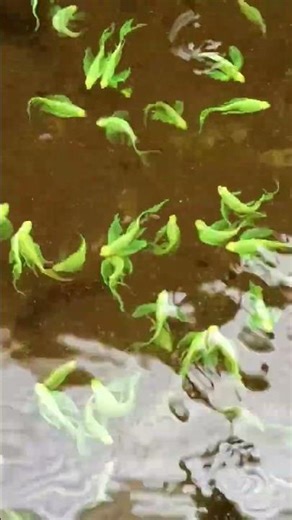 Zebra fish #zebrafish #fishshorts #aquarium #aquarius