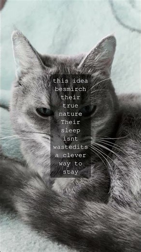 Why Cats Sleep So Much And Why Theyre Still Alert Cats are famous for their love of...