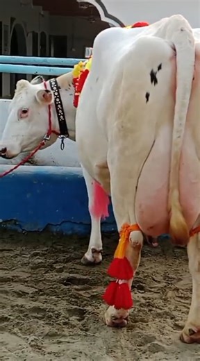 Gondal Mandi Attock |Holstien Friesian Cholistani Cross Cow || Global Village Farming
