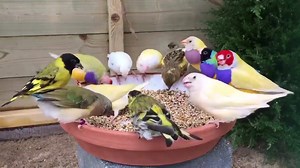 423K views · 926 reactions | Nature Story on Reels | Facebook