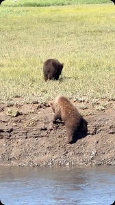 6.1K views · 3.2K reactions | Let’s play! Nope. Two brown bear cubs...