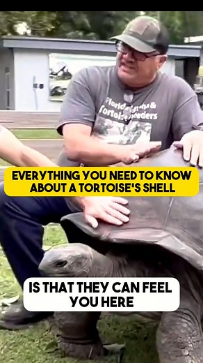 1.4K views · 44 reactions | Tell us your favorite fact from this video about a giant tortoise's shell in the comment section! | Florida Iguana and Tortoise Breeders | Facebook