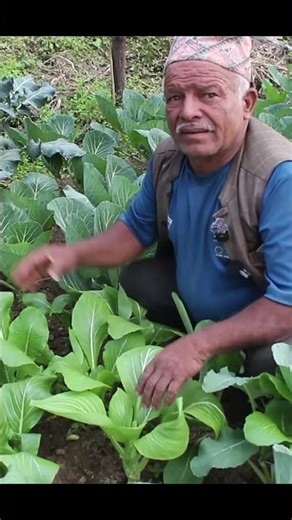 gulmi ma xa #shortvideo #gulmi