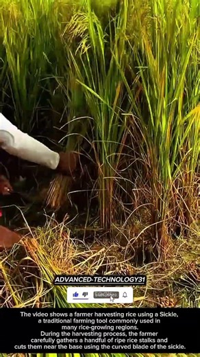 Manual Rice Harvesting Technique in Traditional Farming !! #innovation #tool #ideas
