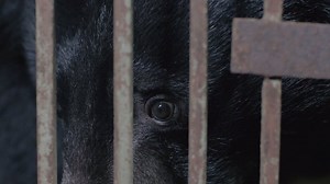 Life on a Vietnamese bear farm is grim. Glimpse the reality, and help us get more bears out of farms and into rescue centers to live out their lives in peace: https://goo.gl/jyP18P #prisonbreakbears #endbearfarming #betterlife4bears FOUR PAWS International World Animal Protection | Education for Nature - Vietnam (ENV)