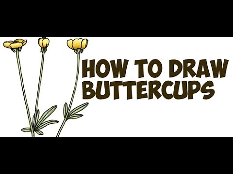 How to Draw a Buttercup Flower Step by Step Easy Flowers Drawing Tutorial