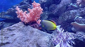 Powder brown tang or Japan surgeonfish ( white-faced surgeonfish) swimming and finding food at coral reef of aquarium. Marine ecosystem at Institute of Oceanography, Nha Trang city, Vietnam.
