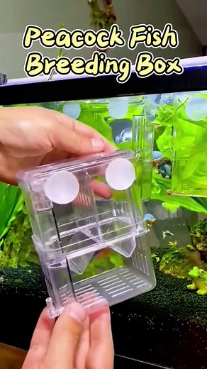 Uses of Isolation Box for Fish Keeping