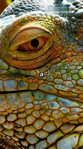 Real-Life Mythical Creatures Unveiled! #wildlife #animallife #facts #funnyanimals #animallovers