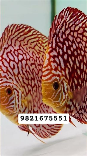 BEAUTIFUL CHECKERBOARD DISCUS BREEDING PAIR #discusfish #discus #discusfishtank