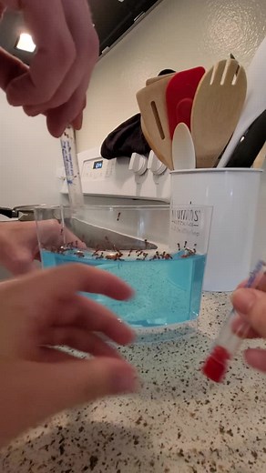 Exploring an Ant Farm: My Experience with Unexpected Guests