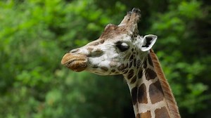 Giraffe Licking Mouth with Tongue Stock Footage - Video of nature, animal: 115599454