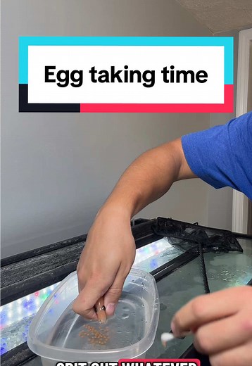 Showing you the proper way to take eggs from a female African cichlid. I live the fish tank hobby #fyp #cichlids #aquarium #fishtank #fishtok