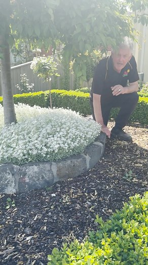 4.8K reactions · 547 shares | This is our 8th most popular video, but did you know we almost didn’t film it all?? Crazy right? Get yours here: https://www.thetutuguru.com.au/shop/cerastium-snow-in-summer/ #hellohelloplants #nursery #melbourne #australia #beautifulplants #topvideosof2024 #snowinsummer #cerastium | Hello Hello Plants & Garden Supplies | Facebook