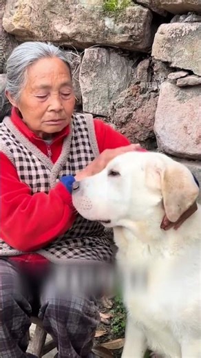 Everyone Called This Dog a Thief?
