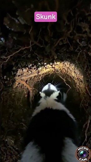 Skunk POV: Hunting Larvae Inside a Hidden Underground Tunnel 🦨 #microcamera #skunks