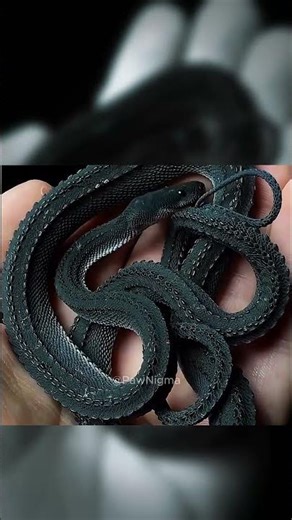 The 3 Rarest Snakes on Earth You’ve Never Seen 🐍✨