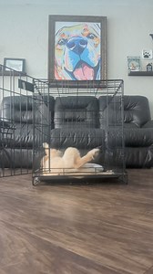 Skye ❤️ ✨Wait & Crate Training✨ Using the crate to start learning a little patience with the Wait command. We've practiced this before, but now I'm adding a verbal command to it. The puppies have different abilities to focus, but they all did their best 🥹 | SW Retrievers