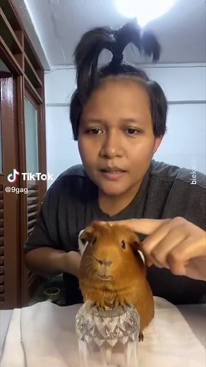 Cuyos Divertidos: Memes y Videos Graciosos de Cuy