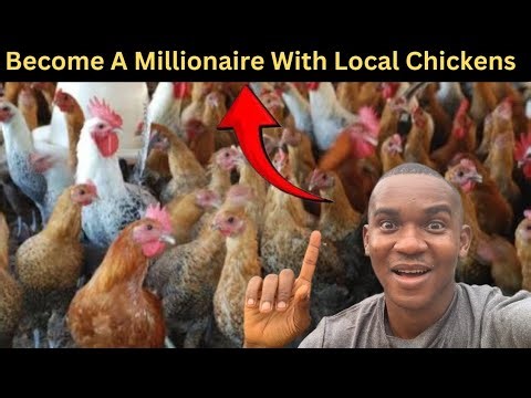 How To Become A Millionaire With Local Chicken Farming 2025