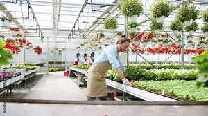Beautiful hard-working male gardener working in modern greenhouse growing vegetables unloading plants from rack. Handsome young man in apron and gloves in spacious horticultural garden. Stock Video