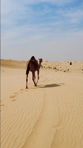 🐪 The Camel — Built for Life in the Desert | Wildlife 4K