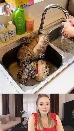 Funny viral videos 2025 | funny animals 2