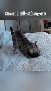 1.3M views · 10K reactions | The cat in the surveillance藍藍藍藍 #Amazing #funny #animals #funnymoments #funnypost #funnymemes #funnyvideos #funnyreelsvideo #funnyreels #fun #foryoupagereels #virals #foryourpage #foryoupageシ #foryouシ #trendingreels #cats #trend #catlover #viralvideoシ #viralpost #cat #reelsviralシ #foryoupageシforyou #fypviralシ #reelsfacebook #reelsfypシ #viralreelsfb | Fun Frolickers | Facebook