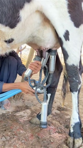 #farming #dairyfarming #cow #dairyherd #dairyindustry #milk #dairyproduction