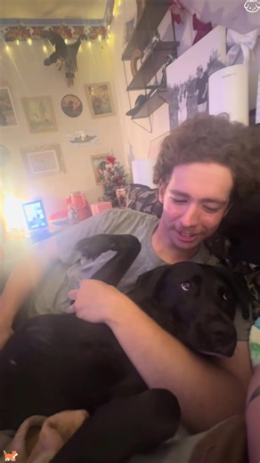 Dogs Understand Human Speech Better Than You Think