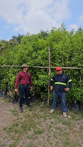 4.2K views · 229 reactions | Tecoma San Pedro Esperanza Tecoma stans . En el centro de producción Hidalgo Tamaulipas . Del Desierto al bosque en un momento . Pioneros en Producción de Especies Nativas y naturalizadas No Invasoras del Norte y altiplano mexicano . #arboles #arquitecturadelpaisaje #treenursery #vivero | VIVEROS REGIONALES | Facebook