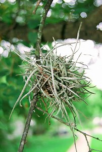 375K views · 9.7K reactions | Phytonutrients 101: Ball Moss | The Weeds and Seeds Guy | Facebook