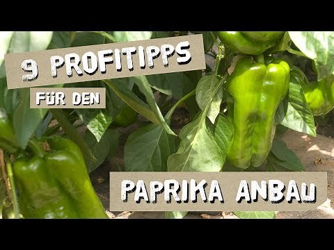 9 Tipps für den erfolgreichen Paprika-Anbau - Düngen, Königsblüte, Ausgeizen, uvm