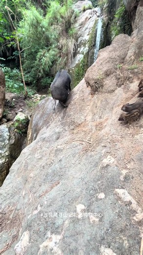 Mother Wild Boar Falls Down Waterfall While Protecting Piglets