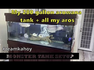 My Arowana Community Tank Setup + All my Arowanas