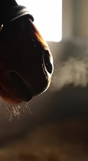 At Criterion, credibility is built through consistency. From material selection to finishing standards, every detail reflects our commitment to quality, reliability, and equestrian tradition. Trusted by those who value craftsmanship. Defined by standards, not shortcuts. Criterion — built on trust. #Criterion #EquestrianBrand #TrustedCraftsmanship #QualityStandards #EquestrianLifestyle #PremiumEquestrian #BrandCredibility #BuiltOnTrust #EquestrianIndustry