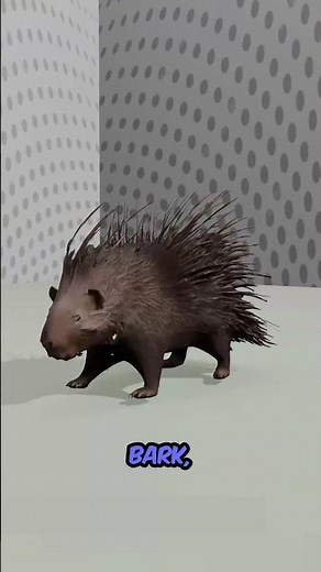 African Crested Porcupine: Africa’s Quill-Covered Giant Rodent