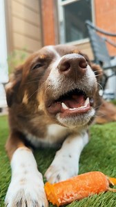 Two ingredient dog chews that clean their teeth and keep them busy! 🐶 | Live Eat Learn