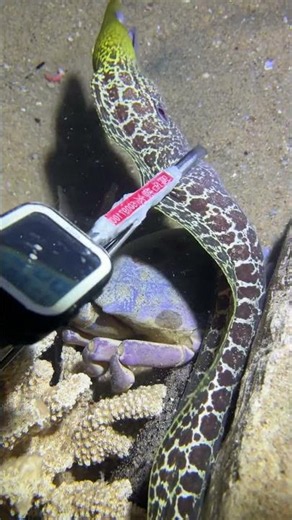 #catchthesea #fishing #rivercrab #beach #deepsea #nature #diving #fish #eel #crab