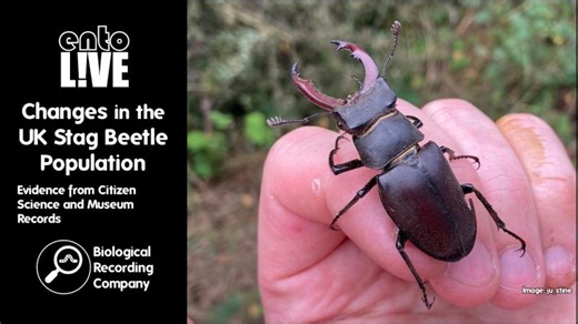 Changes in the UK Stag Beetle Population: Evidence from Citizen Science and Museum Records | Keiron Derek Brown