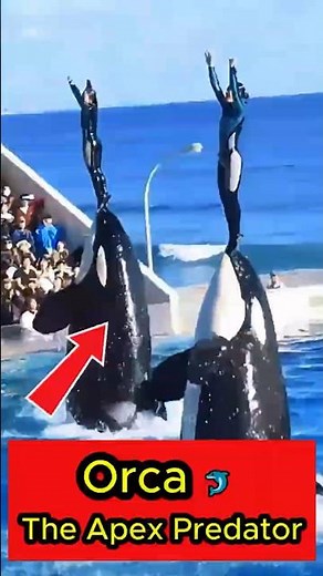 Orca 🐬 The Apex Predator: Ocean’s Deadliest Hunter Revealed 🦈#Orca #ApexPredator #OceanLife
