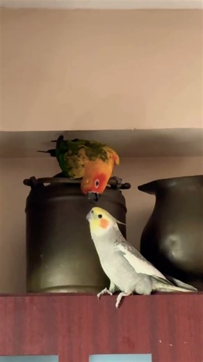 Cockatiel and sun conure play time