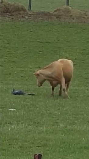 Cow giving birth to calf. Non-Graphic