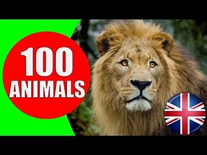Animals for Kids to Learn - 100 Animals for Kids, Toddlers and Babies in English | Educational Video | Quizalize