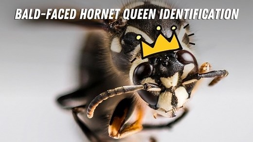 Bald-Faced Hornet Queen Identification: Queen vs Worker Hornets