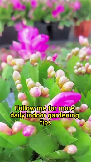 #garden #gardening #plants #planting #christmascactus #flower #flowers #houseplants #indoorplants #indoorgarden #gardeningtips | MicroForest