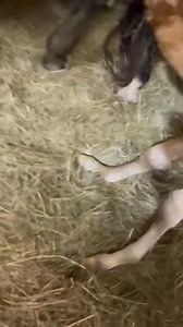 #FoalFriday: The First Sip of Life 🍼✨ Turn up the volume and listen to one of the sweetest sounds of foaling season—a newborn foal nursing for the first time! That first sip of colostrum is critical, providing essential antibodies and nutrients to help build a strong immune system. Without it, foals are at risk for life-threatening infections and health challenges. As foaling season kicks into high gear, the demand for high-quality colostrum is greater than ever. That’s why Rood & Riddle is par