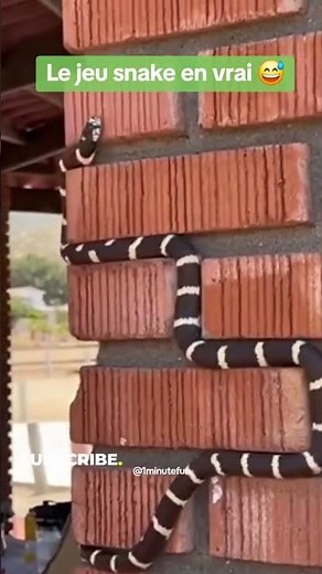 Snake: The Game That Changed Everything